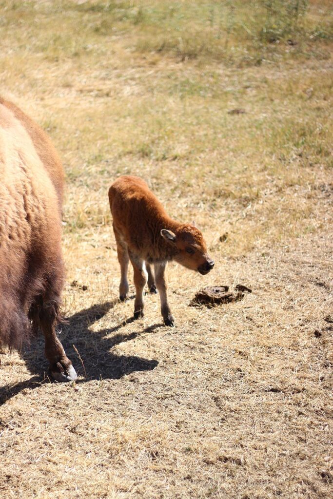 baby bison at Terry Bison Ranch