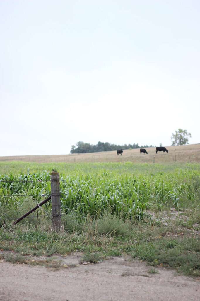 Nebraska cornfield and cows