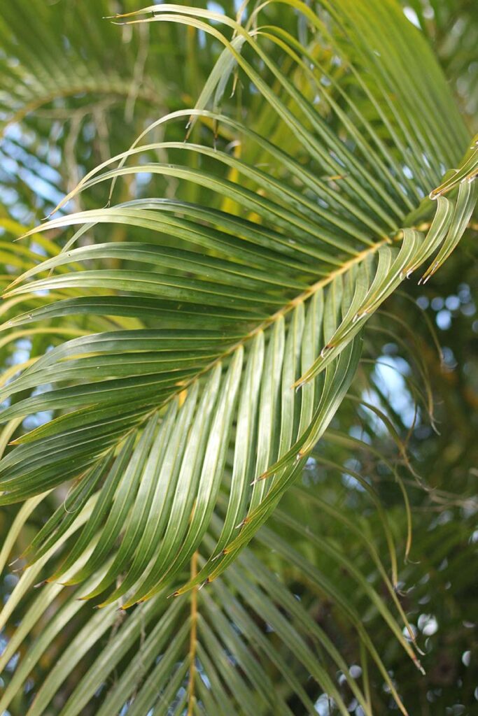 palm leaves in Hawaii
