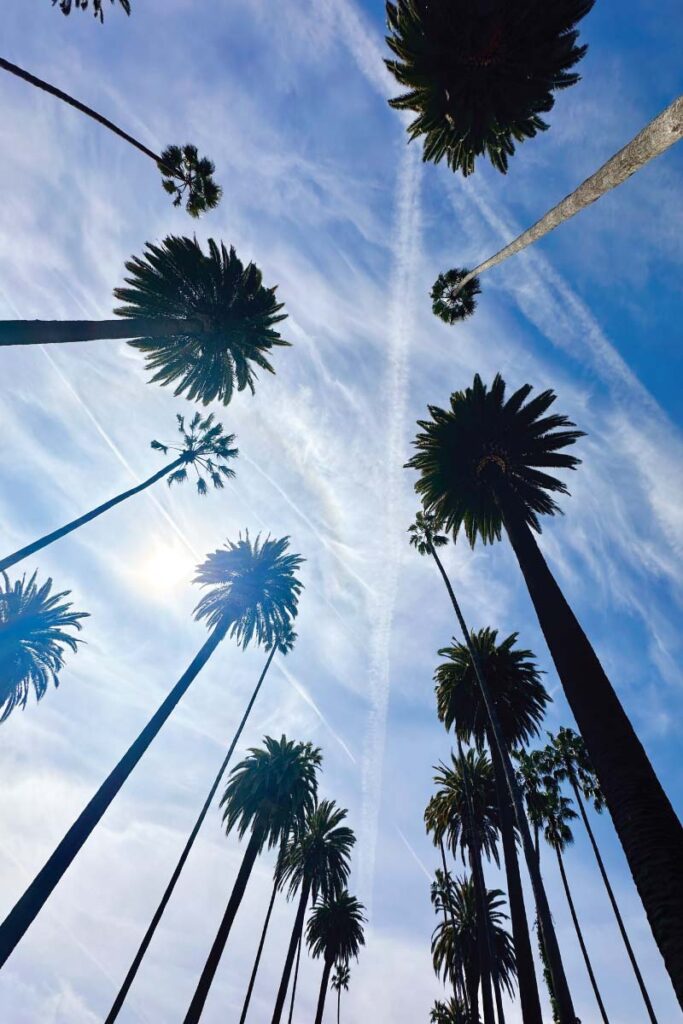 palm trees in Beverly Hills, California
