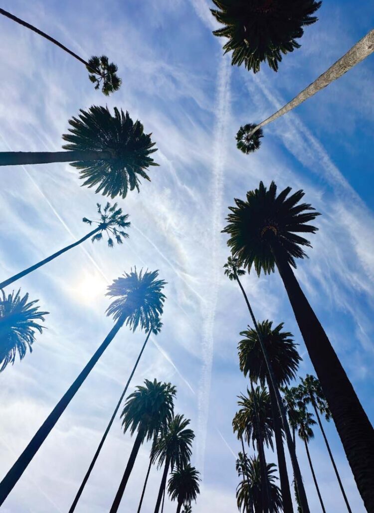 palm trees in Beverly Hills, California