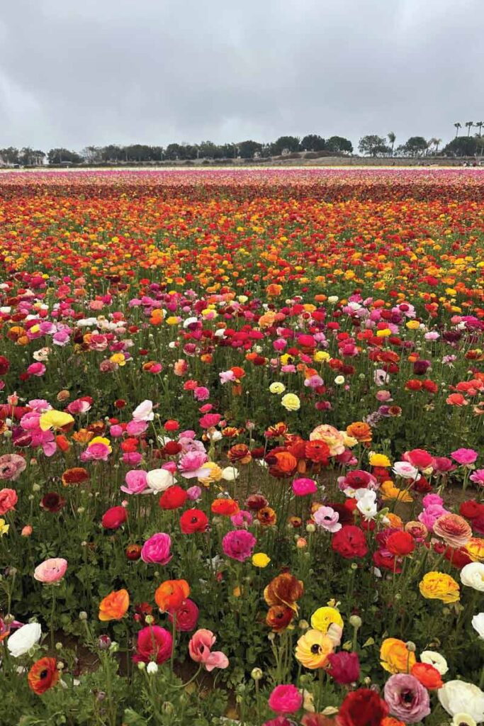 The Flower Fields in Carlsbad, California