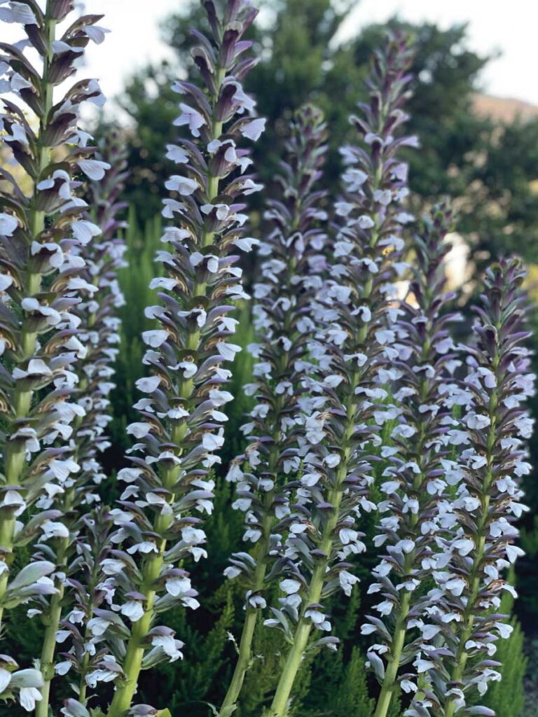 bear's breeches flower
