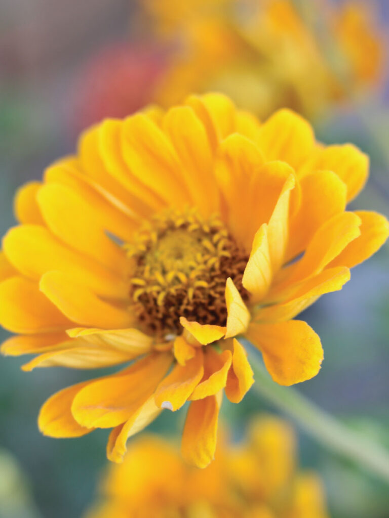 yellow flower